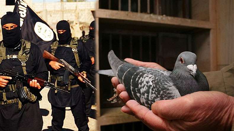 ISIS bans pigeon breeding. According to them, ‘seeing genitals of a bird offends Islam’